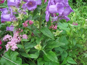 Campanula Medium L