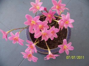 Autumn Crocus