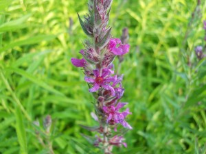 Phytostegia - Obedient plant