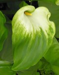 Green Calla Lily