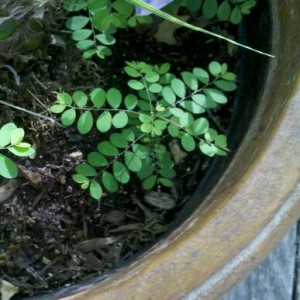 Baby Locust Tree