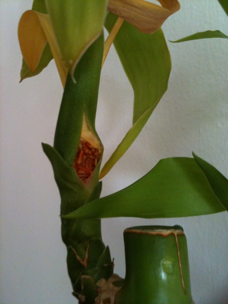 Lucky Bamboo Developing Side Roots