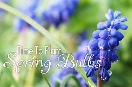 Fall Is The Time To Plant Your Spring Bulbs