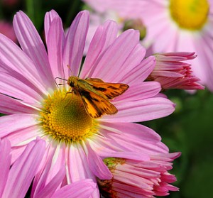 'Country Girl' Chrysanthemum'Country Girl' Chrysanthemum 