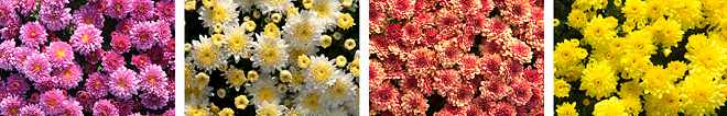 Chrysanthemums