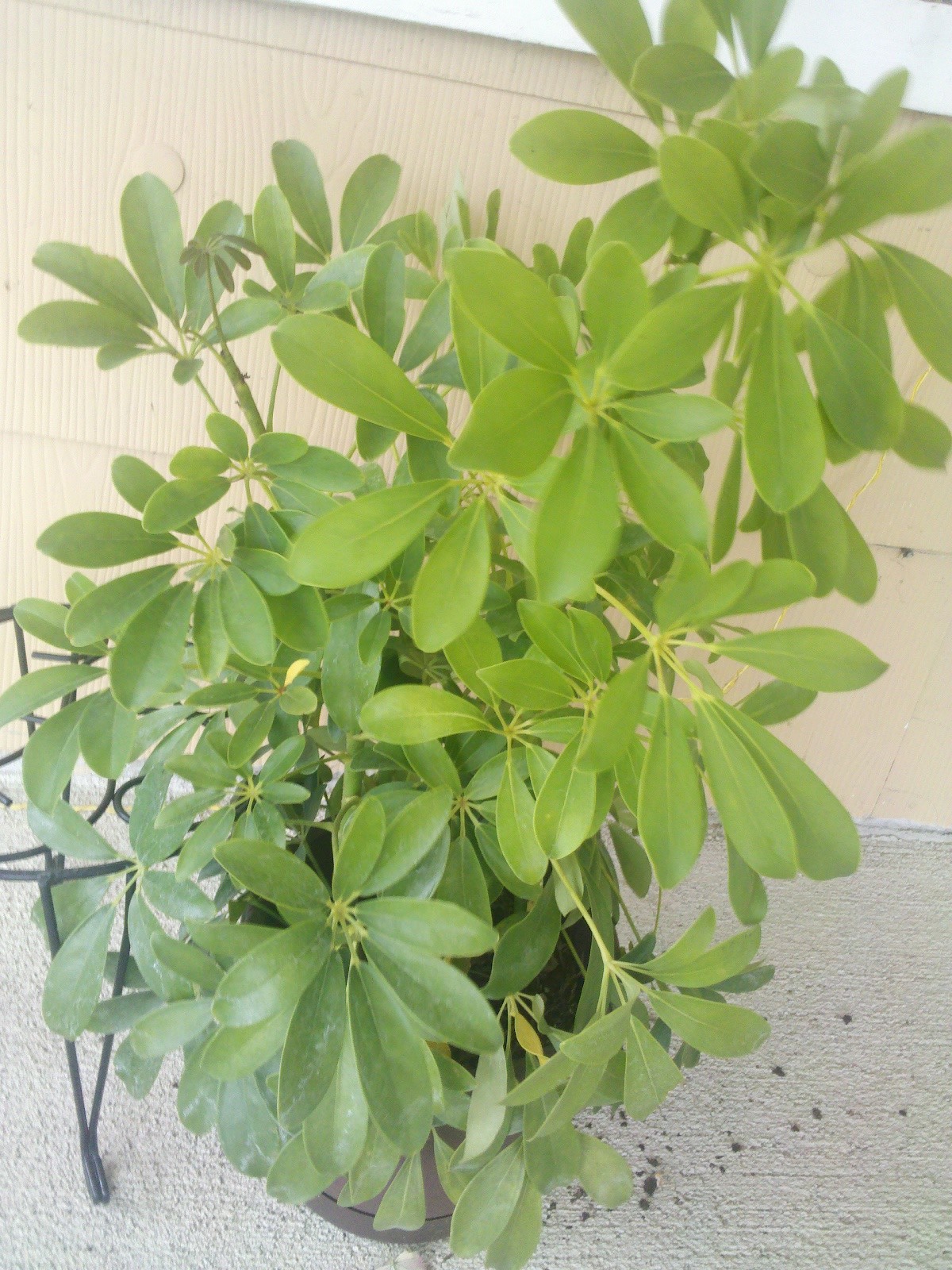 Schefflera Houseplant 