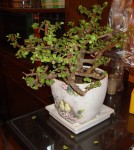 Bonsai Jade Plant