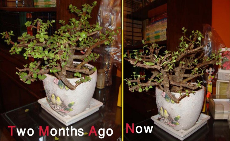 Weak Jade Plant - before & after