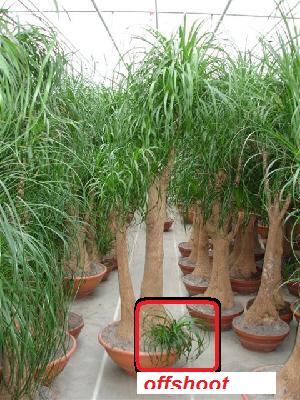 Can Grow A New Elephant Foot Plant From It's Offshoot?