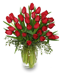 Red Christmas Tulips