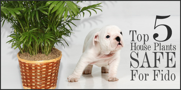 indoor plants safe for dogs and cats