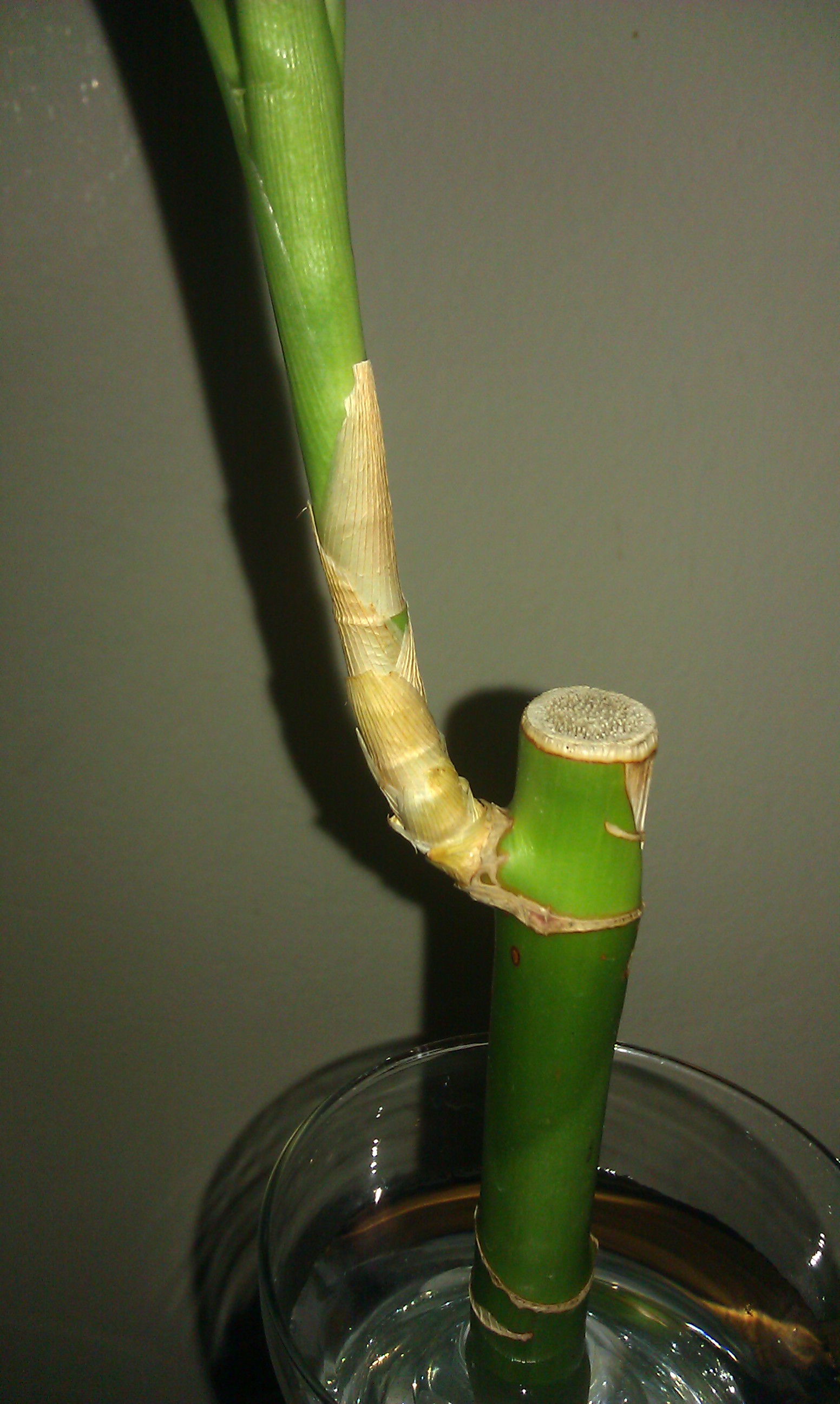 help-will-my-yellowing-lucky-bamboo-get-better