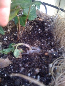 Moonflower Seedling