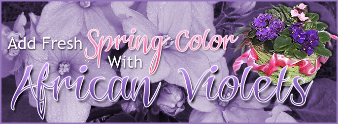 Send Spring Color With African Violets