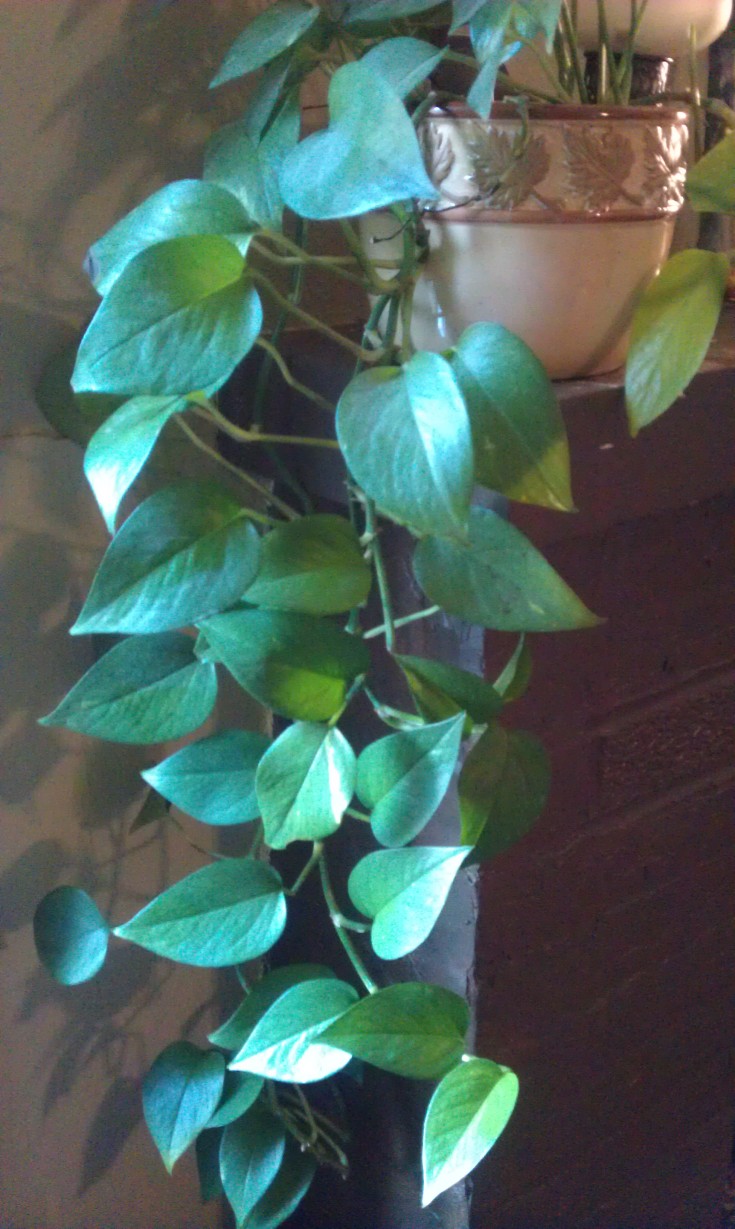 Pothos House Plant