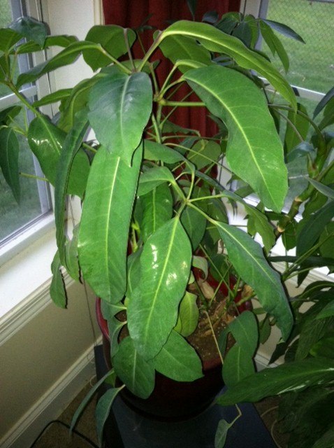 House Plant Identification – Help!