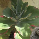 Kalanchoe -Flapjacks