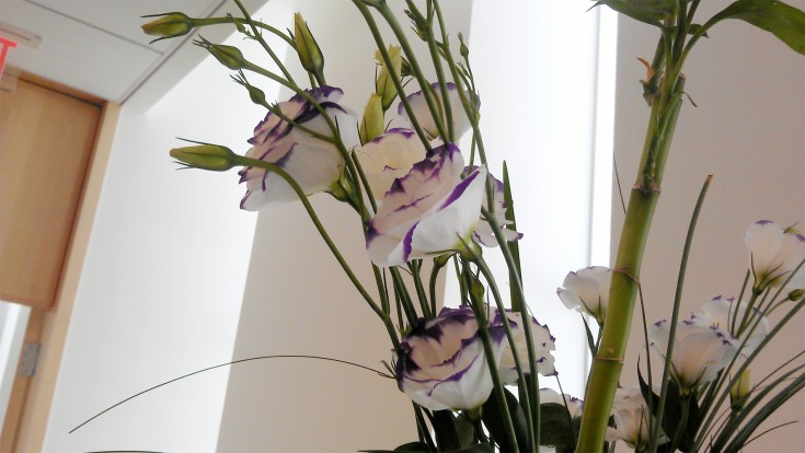 Purple Rim Lisianthus