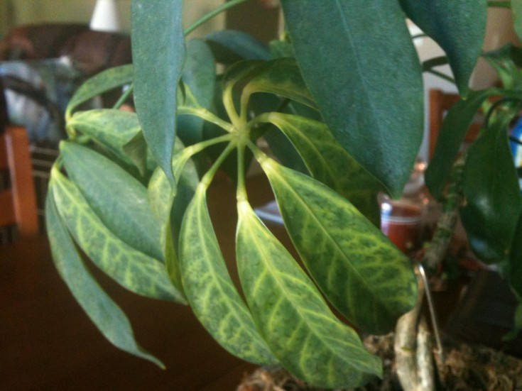 Schefflera With Yellow Veined Leaves