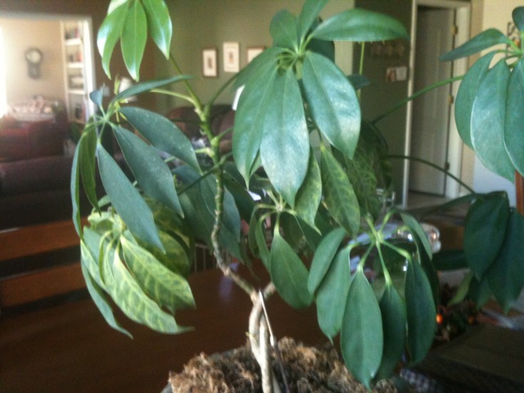 Schefflera With Distorted Leaves