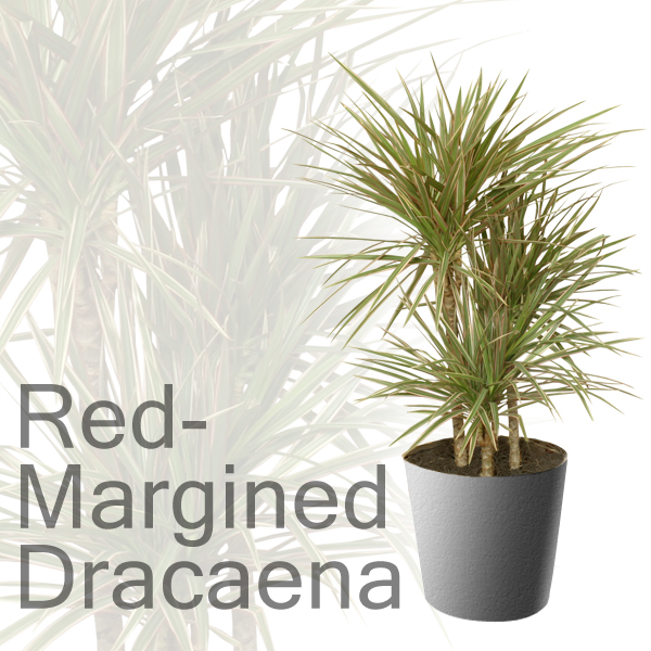 Red-Margined Dracaena - Modern Houseplant