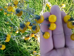 Wild Yellow Fruit Could Be Deadly