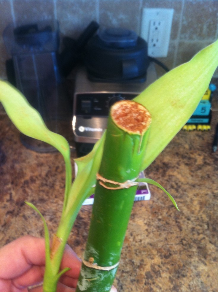 Lucky bamboo healing