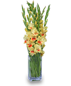 Gladiolus Arrangement