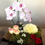 Fairy Garden Flowers by Adele-Rae Florist