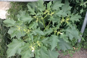 datura-mystery-plant2