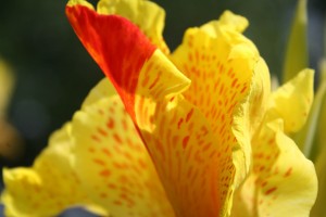 Petal Closeup