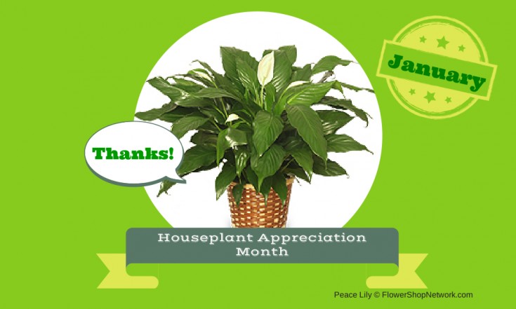 Houseplant Appreciation