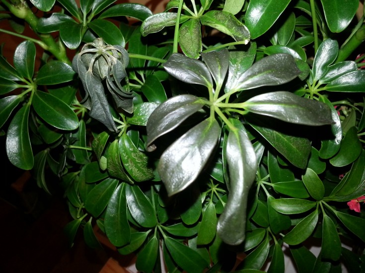 Schefflera With Board Mites