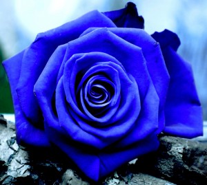 Blue Rose