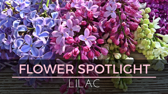 Flower Spotlight Lilac