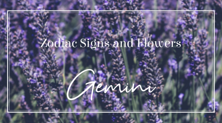 Zodiac Signs and Flowers: Gemini - Bloomin' Blog