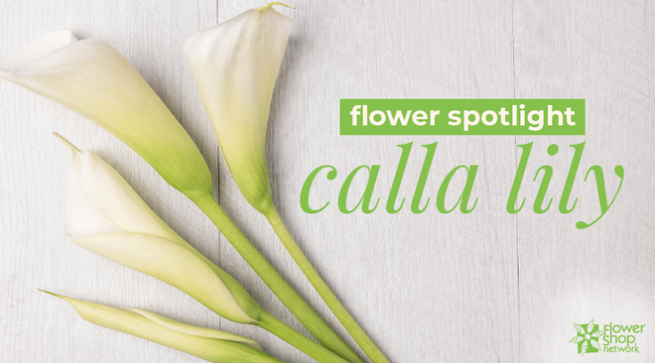 Flower Spotlight Calla Lily   CallaLily Header 735x408 