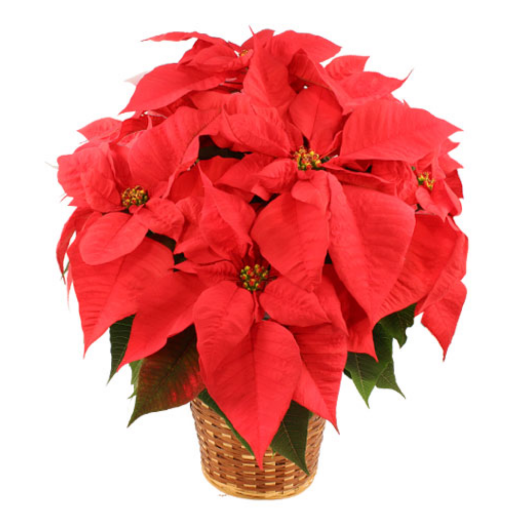 FSN’s Top Ten Christmas Bouquets - Bloomin' Blog