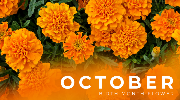 October Birth Flowers