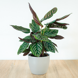 prayer plant