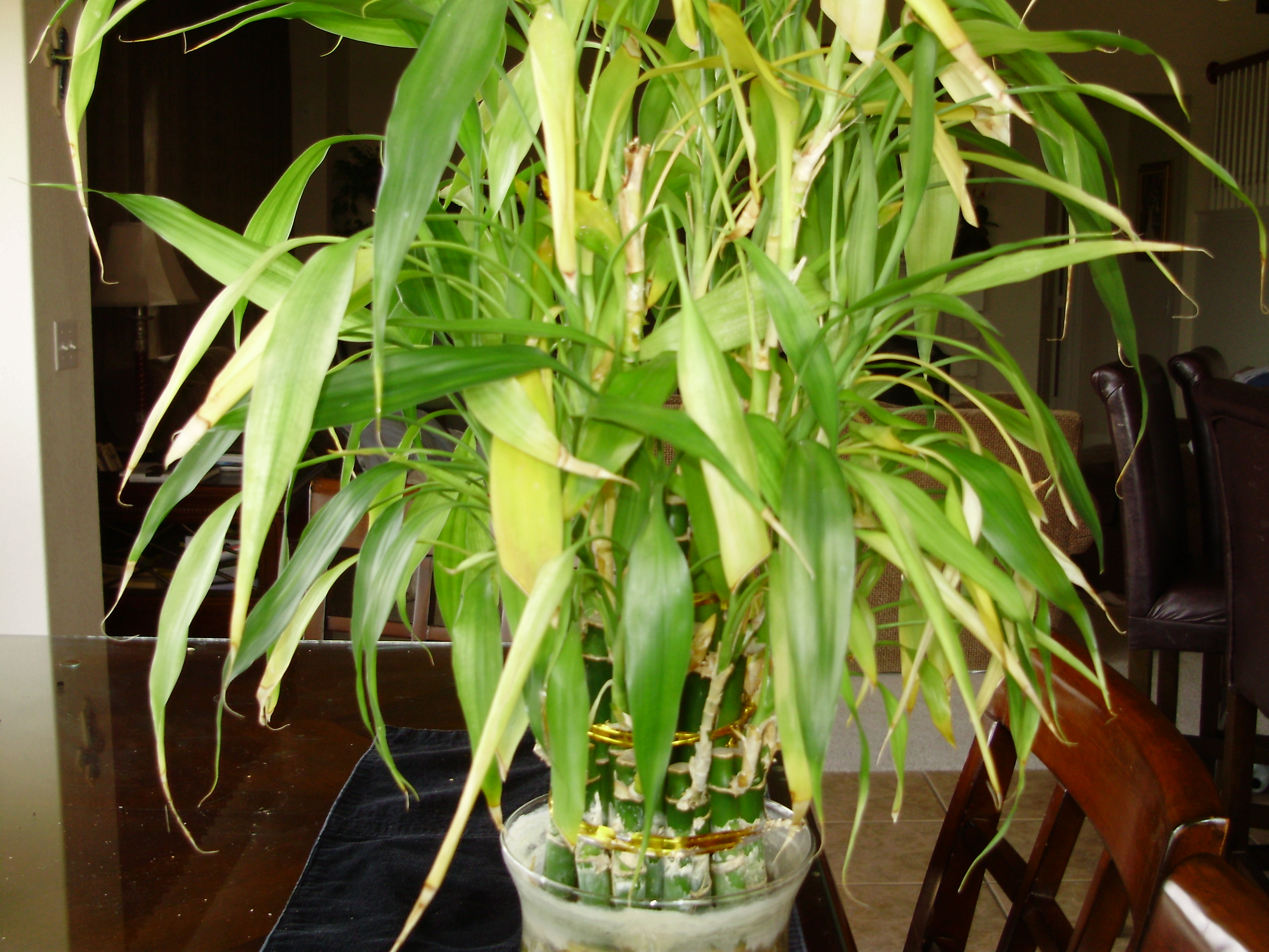 Lucky Bamboo And Mildew