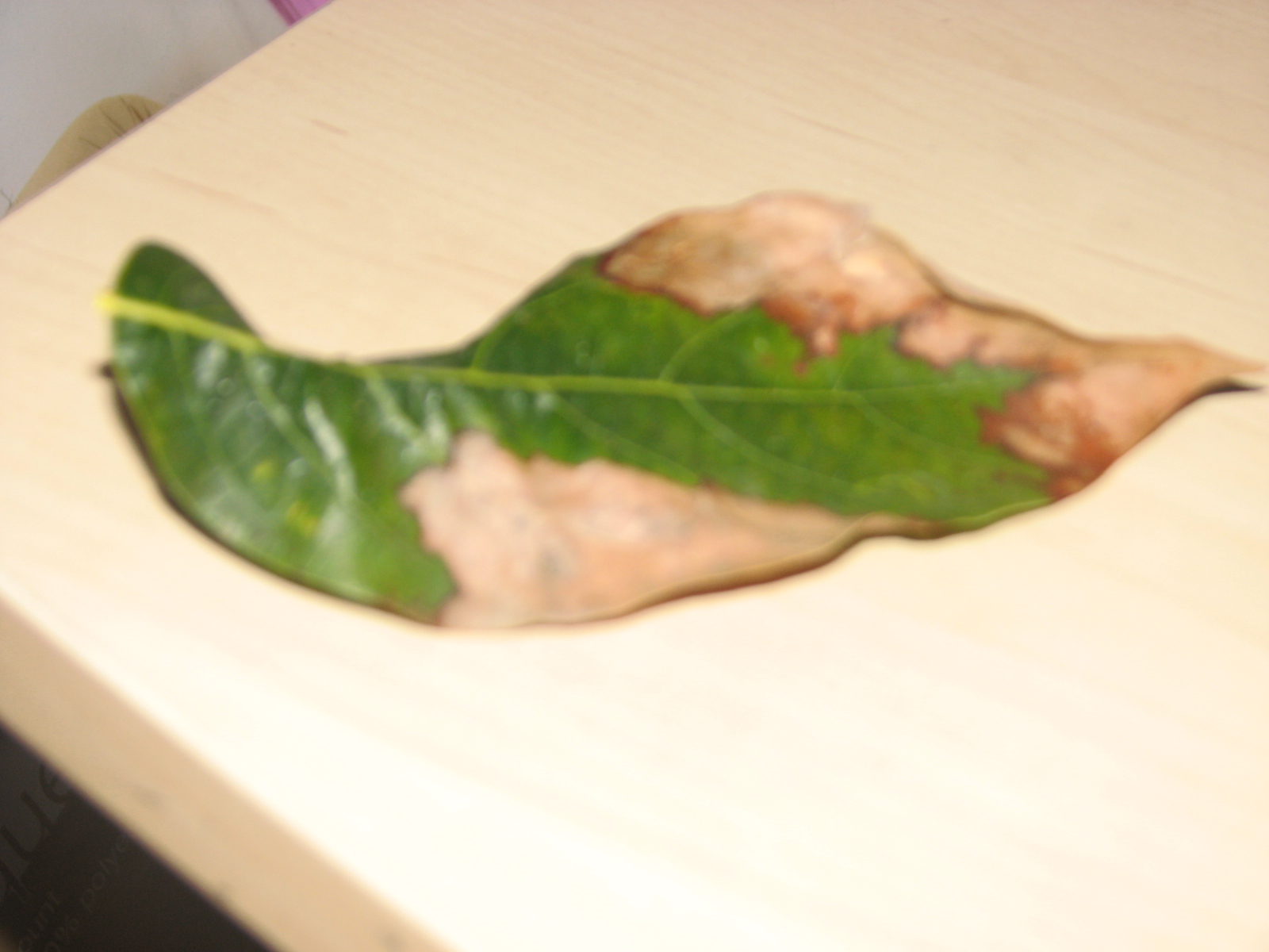 Avocado Leaves Turning Brown