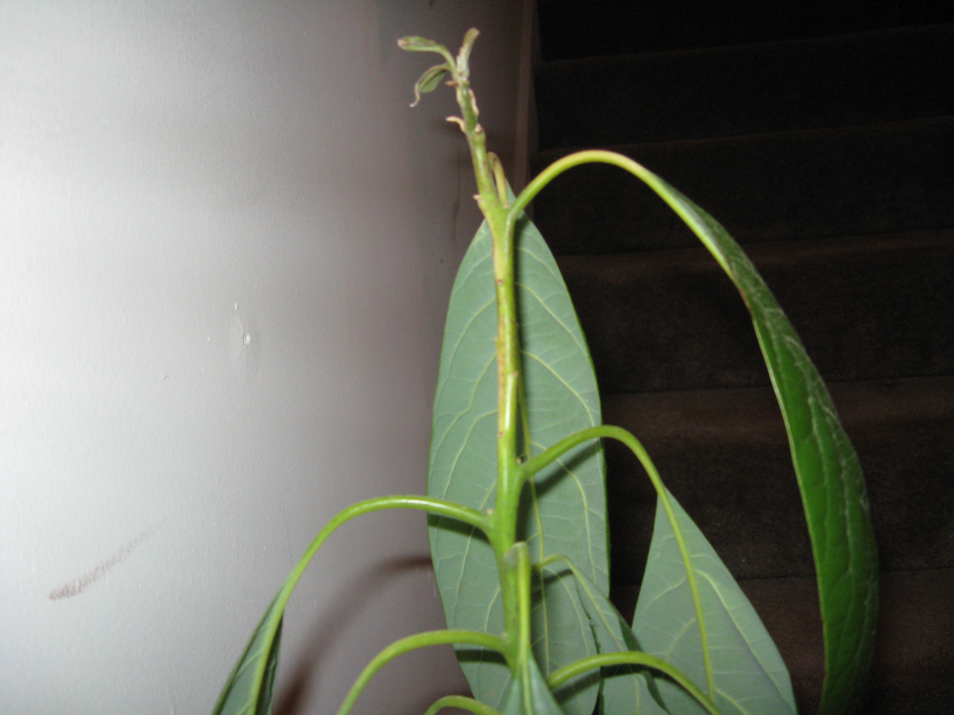 Avocado Leaves Turning Brown