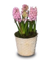 Potted Hyacinth - March 2005 FSN Newsletter