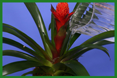 Dracaenas and Bromeliads: Striking Houseplants for Interior Spaces